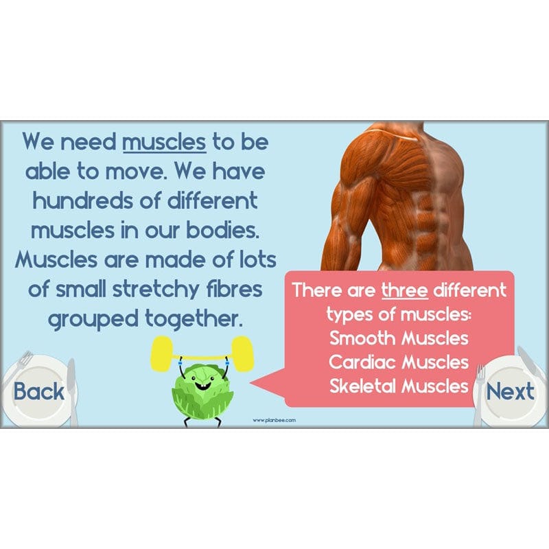 PlanBee Animals Including Humans Year 3 Science Lessons by PlanBee