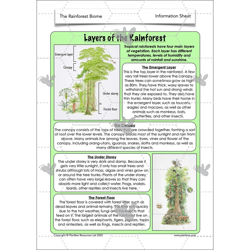 PlanBee The Rainforest Biome KS2 | Geography Lesson Pack