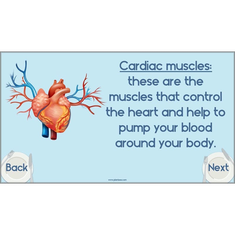 PlanBee Animals Including Humans Year 3 Science Lessons by PlanBee