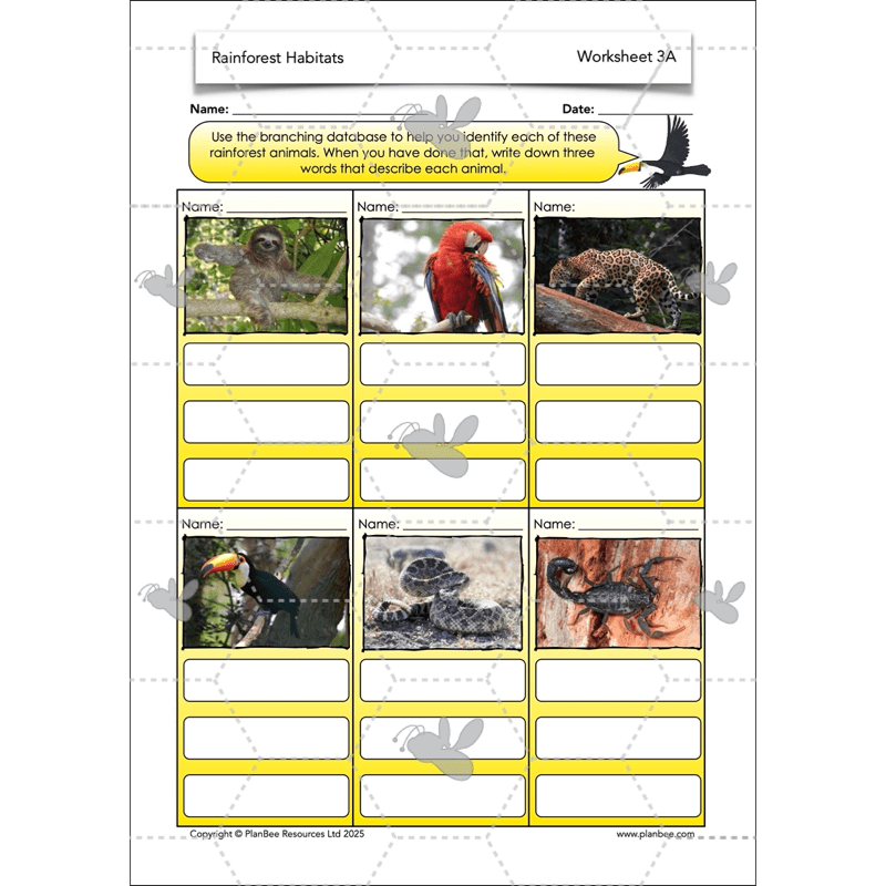 PlanBee Rainforest Habitats KS2 Science Lesson Pack