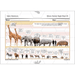 PlanBee Safari Adventures KS1 | English Lesson Pack