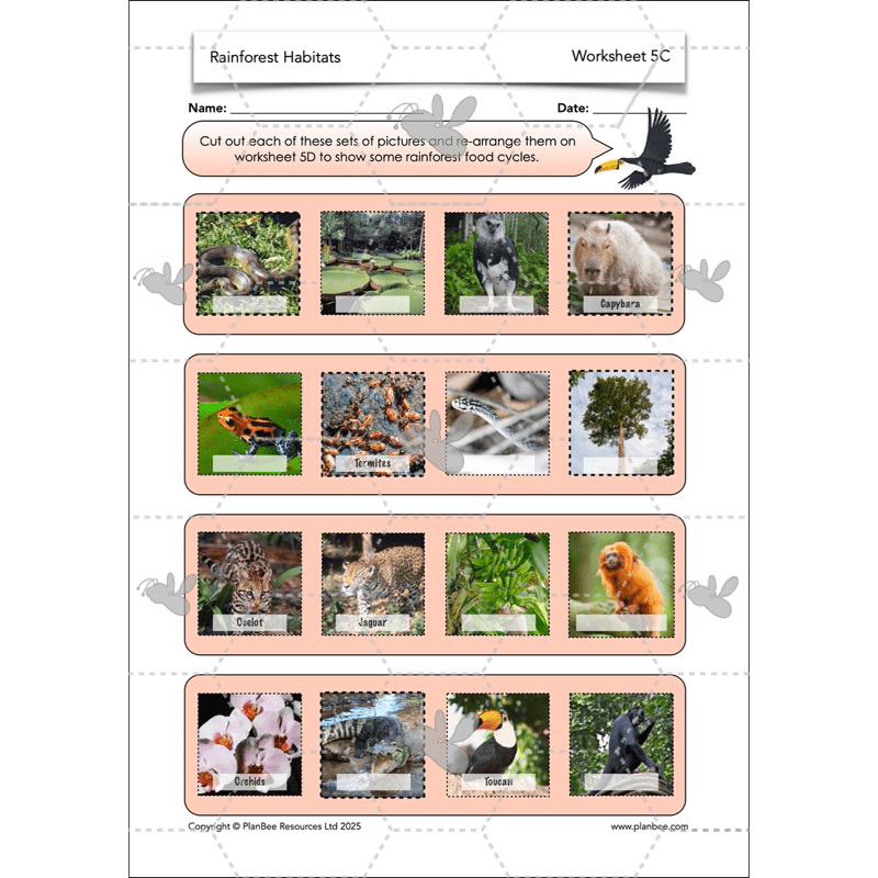 PlanBee Rainforest Habitats KS2 Science Lesson Pack