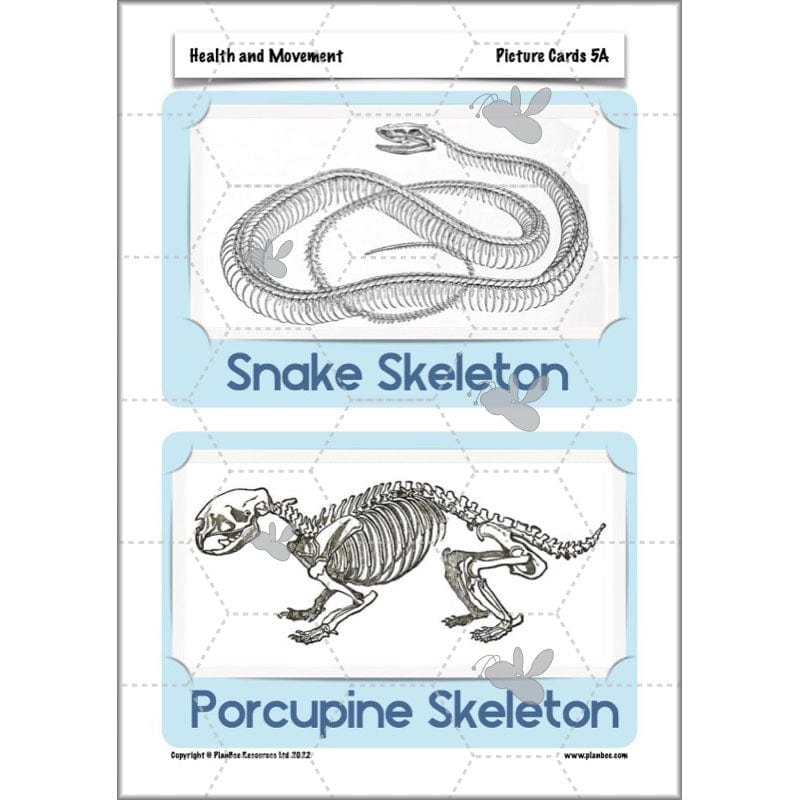 PlanBee Animals Including Humans Year 3 Science Lessons by PlanBee