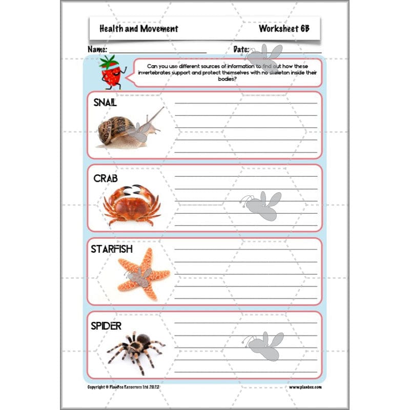 PlanBee Animals Including Humans Year 3 Science Lessons by PlanBee