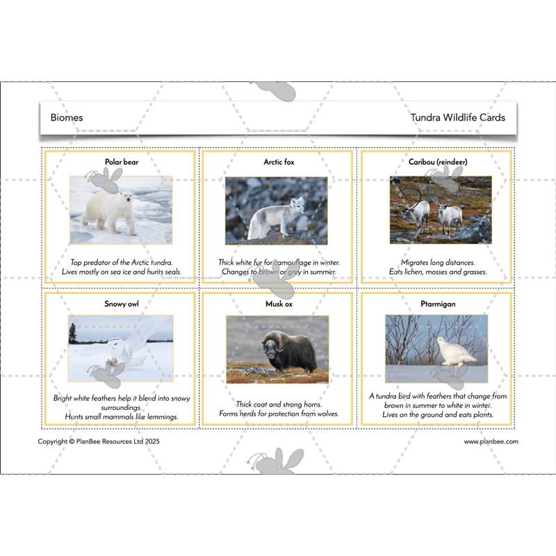 PlanBee Biomes KS2 Geography Lessons