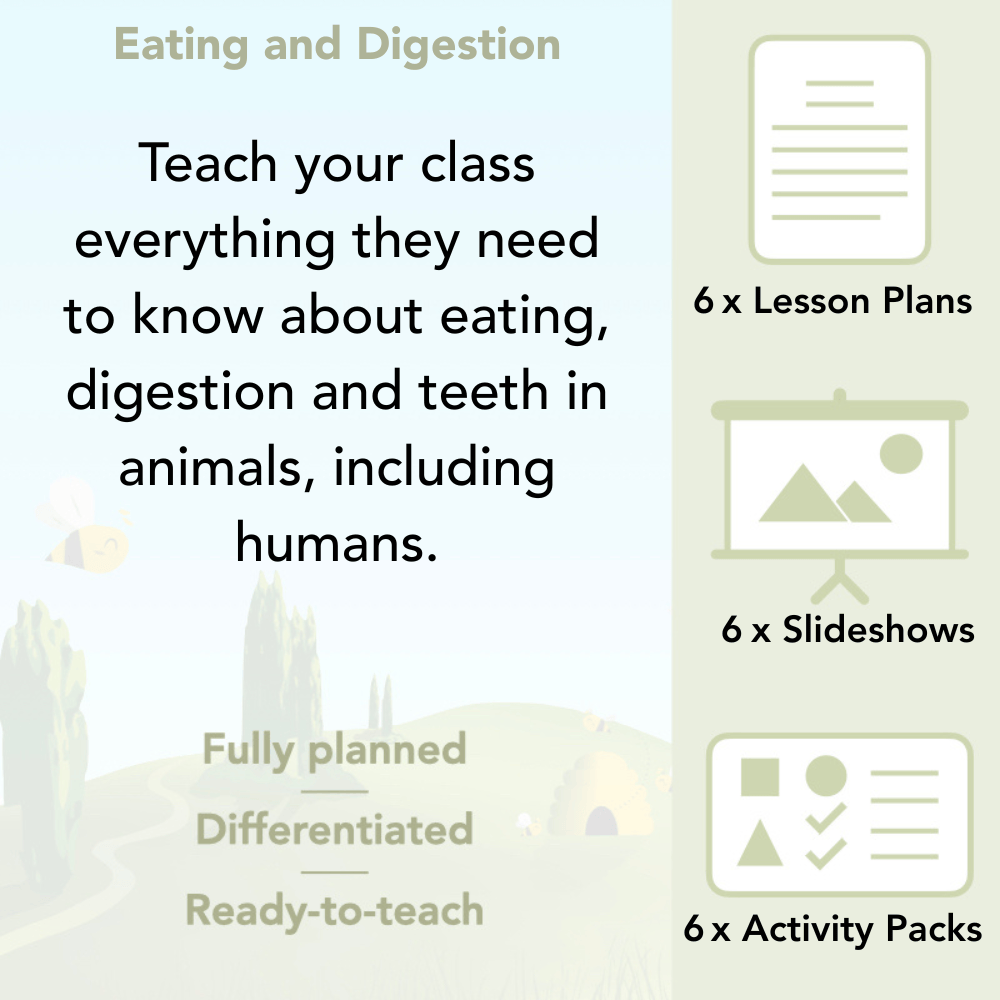 PlanBee Digestive System Year 4 Animals including Humans | PlanBee