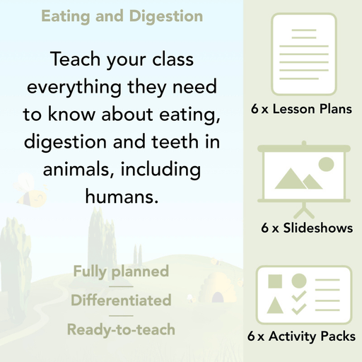 PlanBee Digestive System Year 4 Animals including Humans | PlanBee