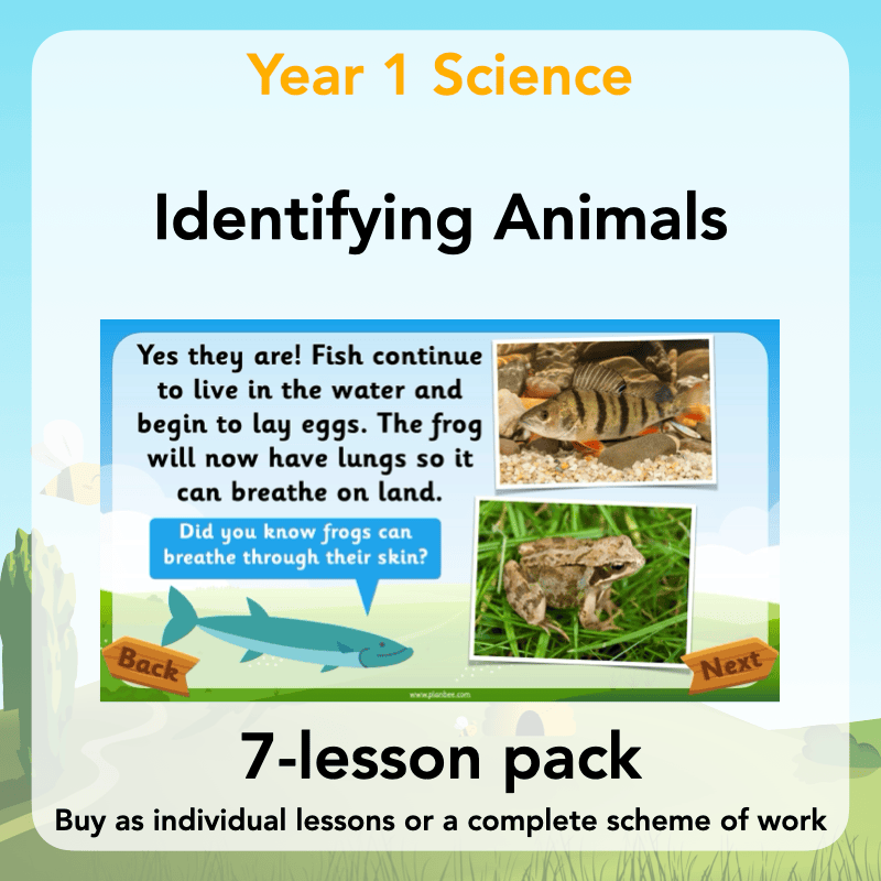 PlanBee Animals Year 1 | Science Lessons KS1 by PlanBee