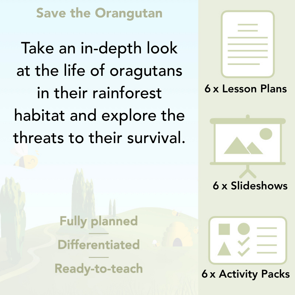 PlanBee Save the Orangutan KS2 Geography Planning Pack by PlanBee