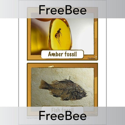 Free Amber Fossil KS2 Picture Cards by PlanBee