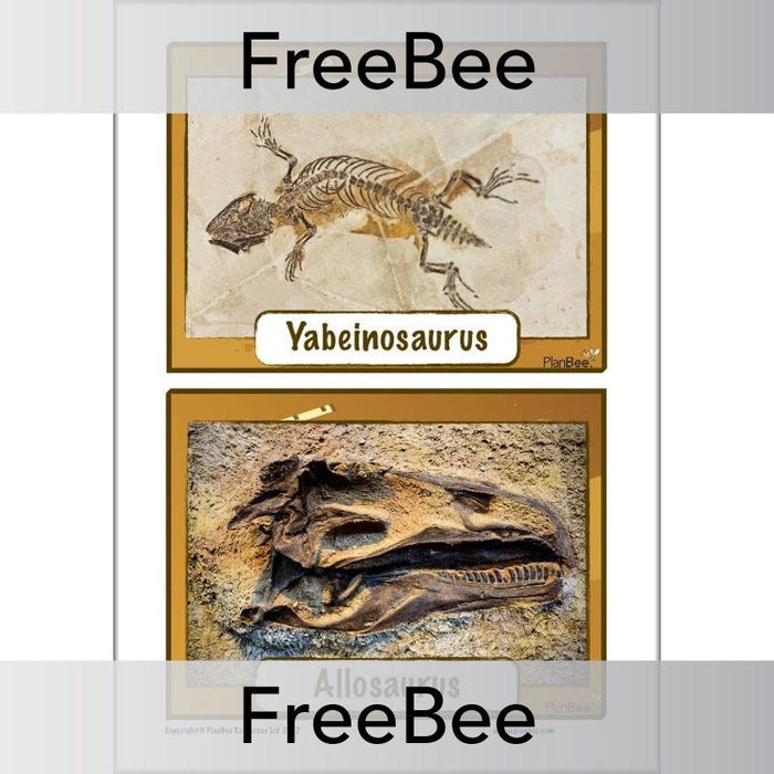 Free Fossil KS2 Picture Cards by PlanBee