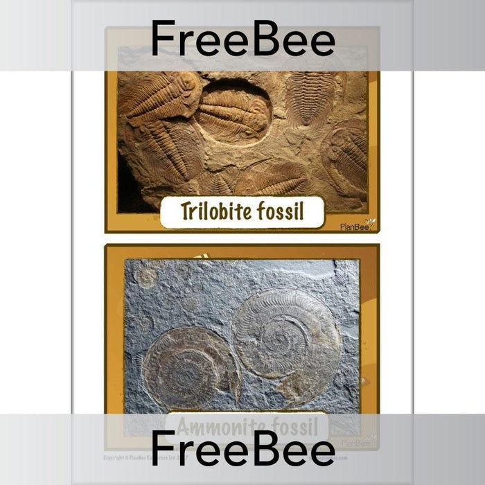 Free Trilobite and Ammonite Fossil KS2 Picture Cards by PlanBee