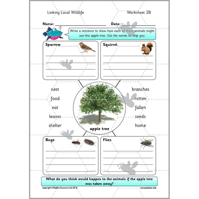 PlanBee Biodiversity KS1 Linking Local Wildlife ESR Lessons by PlanBee