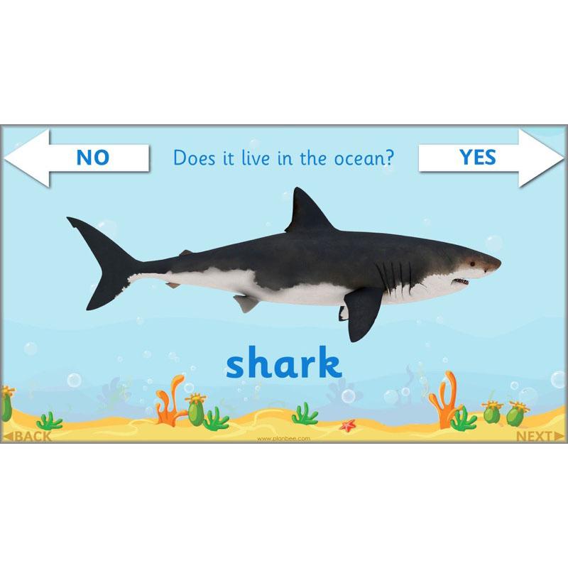 PlanBee FREE Under the Sea KS1 Ocean Animals lesson pack | PlanBee