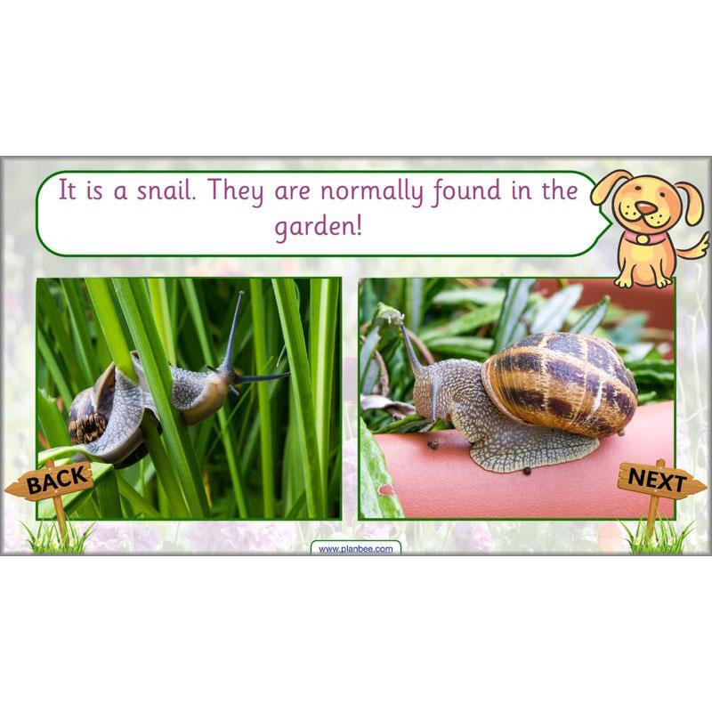 PlanBee Pets and Gardens Year 1 Science Lesson Plans by PlanBee
