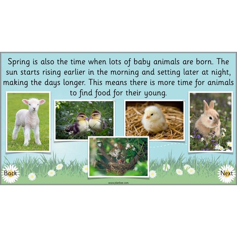 PlanBee Easter Beginnings KS1 Easter Lessons by PlanBee