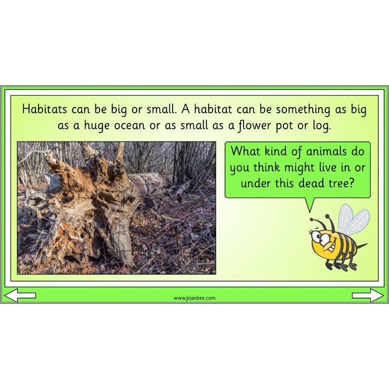 PlanBee Biodiversity KS1 Linking Local Wildlife ESR Lessons by PlanBee