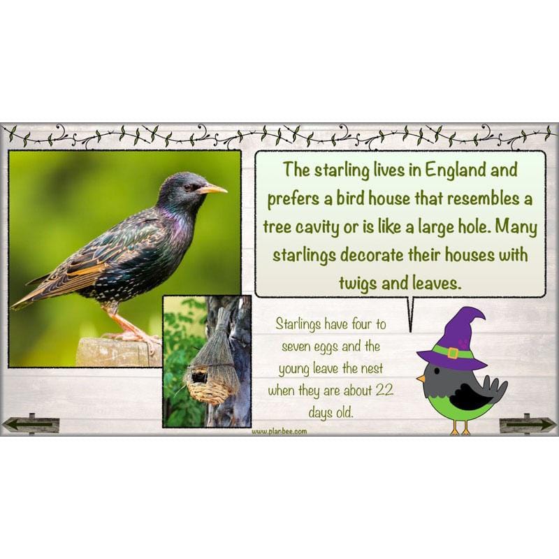 PlanBee Bird House Builders - DT Primary Resources for KS2 Year 6 | PlanBee