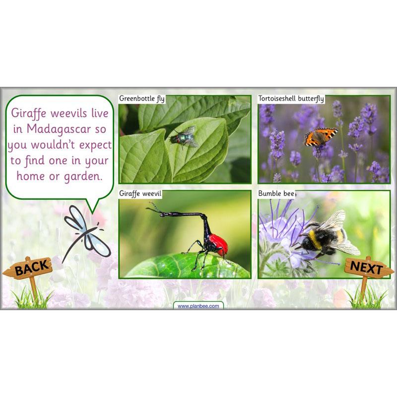 PlanBee Pets and Gardens Year 1 Science Lesson Plans by PlanBee