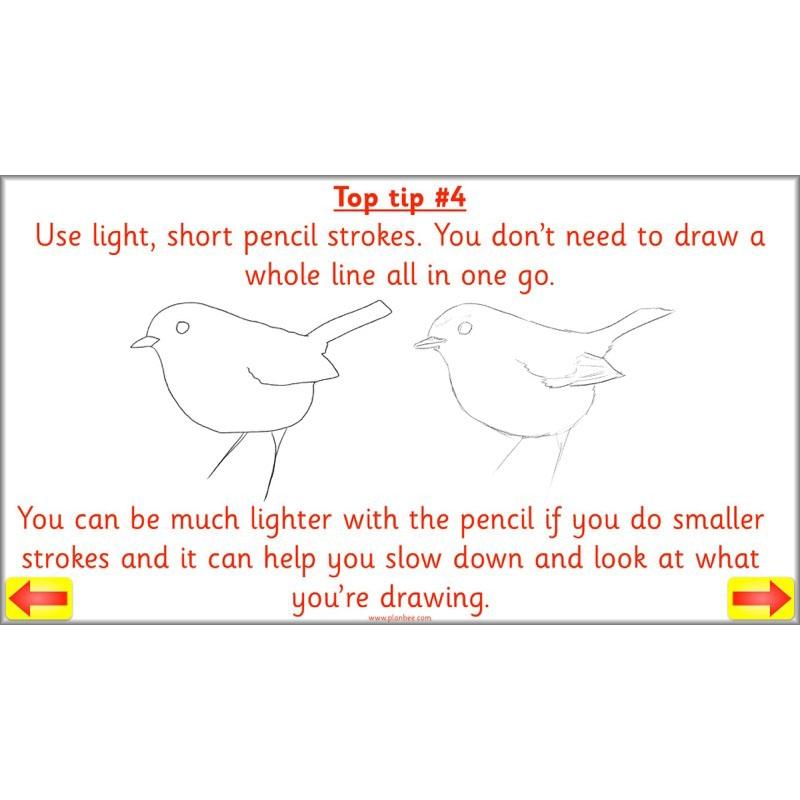 PlanBee Animal Art lessons and planning for KS1 created by PlanBee