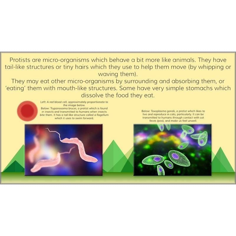 PlanBee Viking Science - Working Scientifically: Year 5 & Year 6 Science