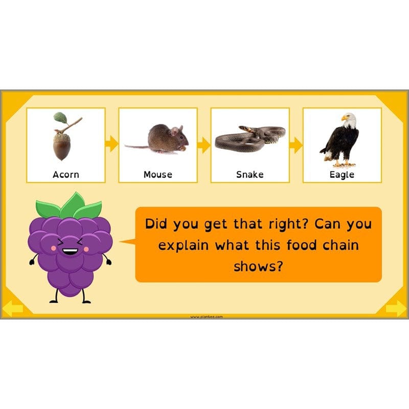 PlanBee Digestive System Year 4 Animals including Humans | PlanBee