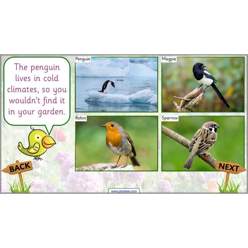 PlanBee Pets and Gardens Year 1 Science Lesson Plans by PlanBee