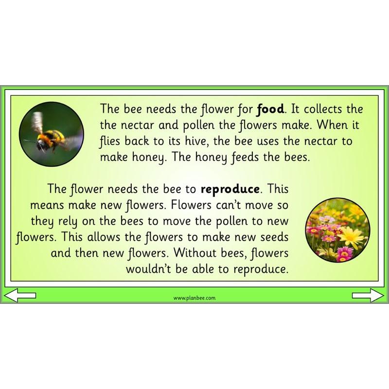 PlanBee Biodiversity KS1 Linking Local Wildlife ESR Lessons by PlanBee