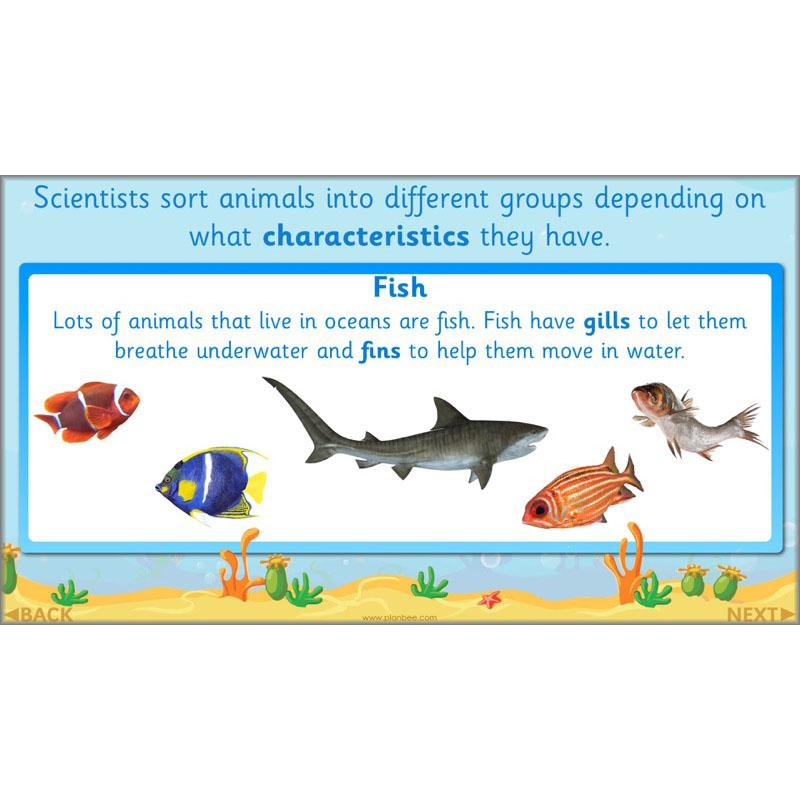 PlanBee FREE Under the Sea KS1 Ocean Animals lesson pack | PlanBee