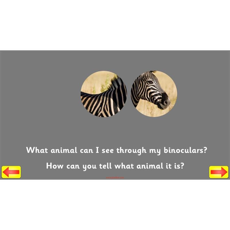 PlanBee Animal Art lessons and planning for KS1 created by PlanBee