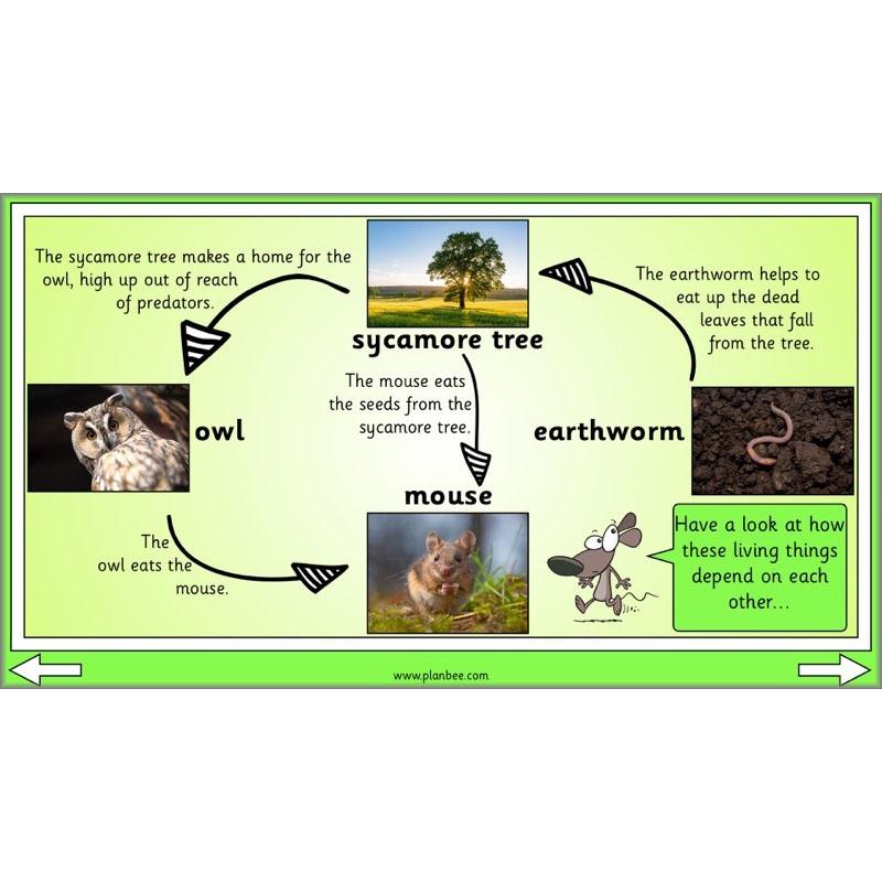 PlanBee Biodiversity KS1 Linking Local Wildlife ESR Lessons by PlanBee