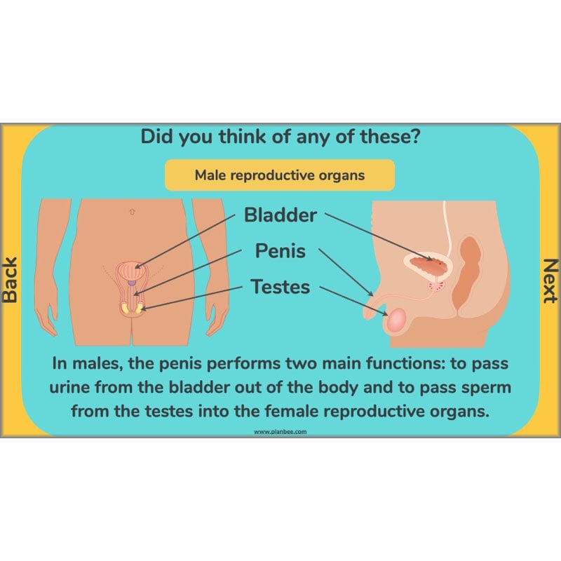 PlanBee Human Life Cycle KS2 lessons | Year 5 Science by PlanBee