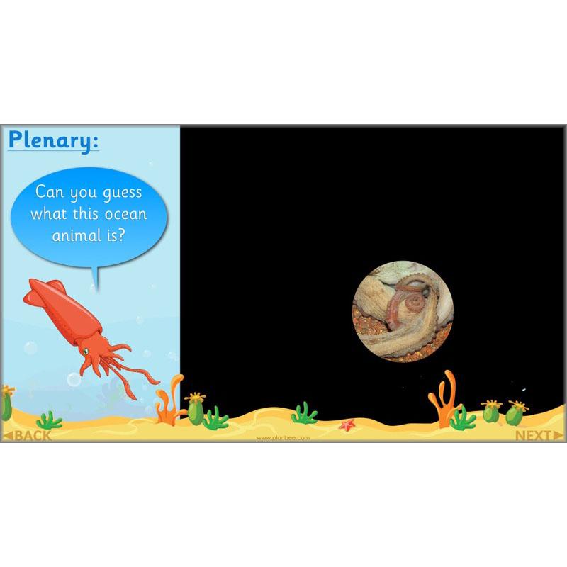 PlanBee FREE Under the Sea KS1 Ocean Animals lesson pack | PlanBee