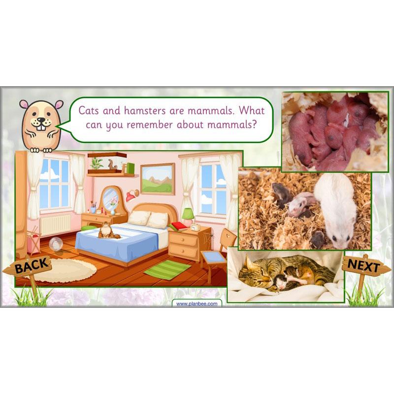 PlanBee Pets and Gardens Year 1 Science Lesson Plans by PlanBee