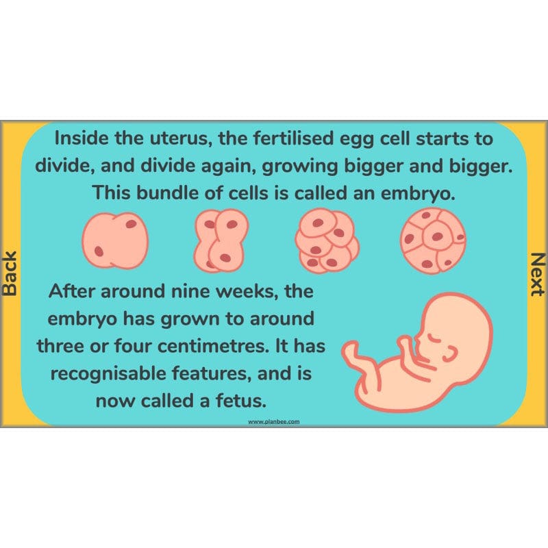 PlanBee Human Life Cycle KS2 lessons | Year 5 Science by PlanBee