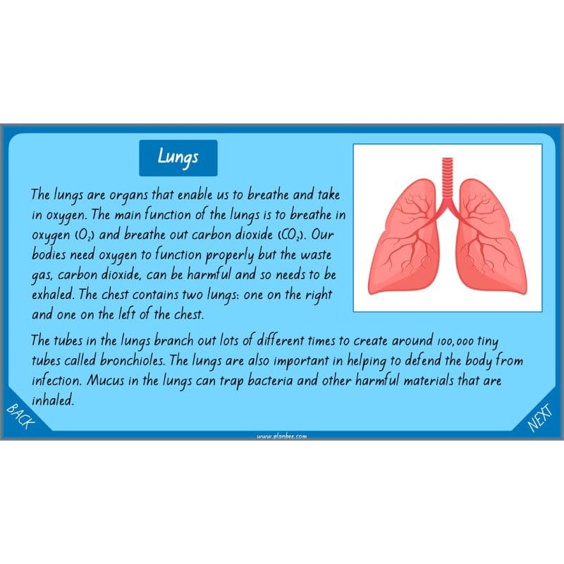 PlanBee Healthy Bodies Animals including Humans Year 6 Planning