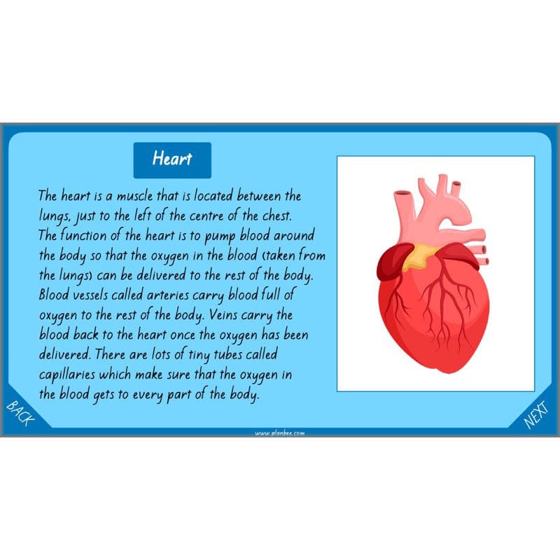 PlanBee Healthy Bodies Animals including Humans Year 6 Planning