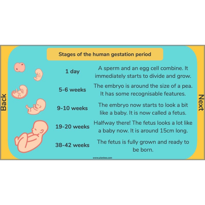 PlanBee Human Life Cycle KS2 lessons | Year 5 Science by PlanBee