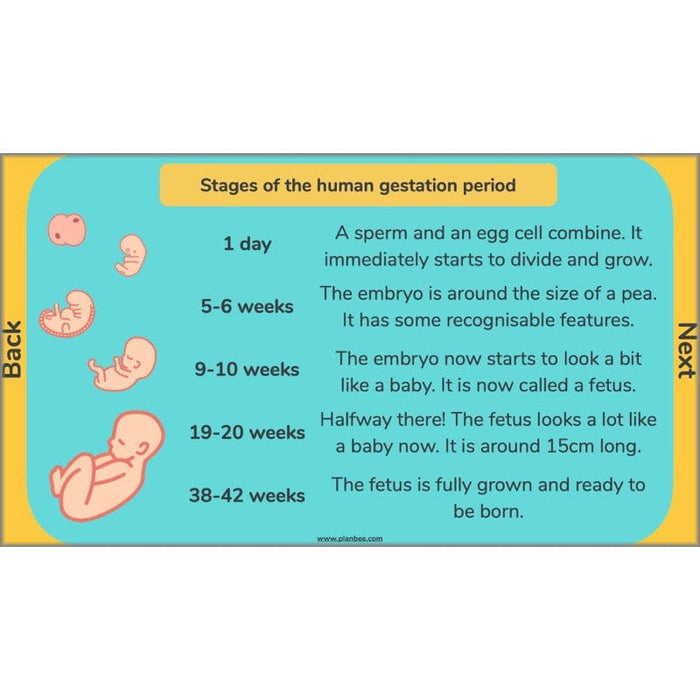 PlanBee Human Life Cycle KS2 lessons | Year 5 Science by PlanBee