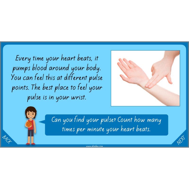 PlanBee Healthy Bodies Animals including Humans Year 6 Planning