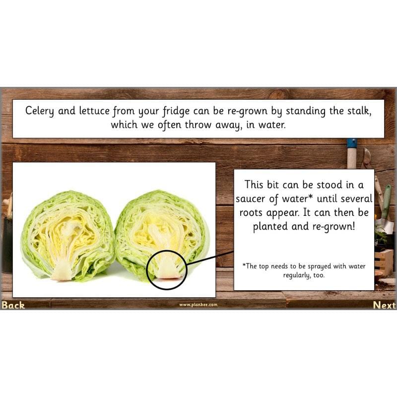 PlanBee Secret World of Plants - KS1 Science Scheme of Work: Year 2