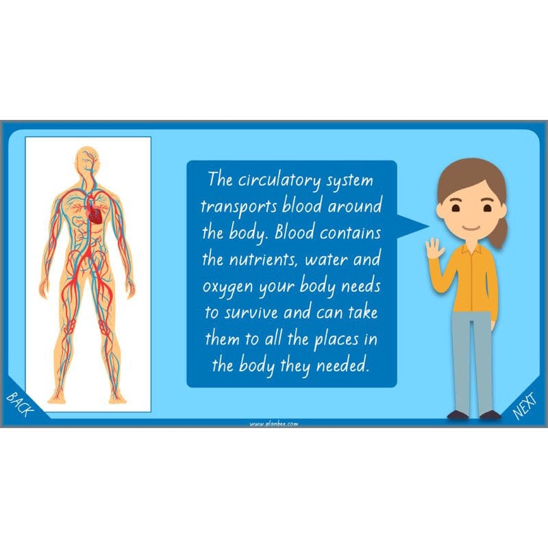 PlanBee Healthy Bodies Animals including Humans Year 6 Planning