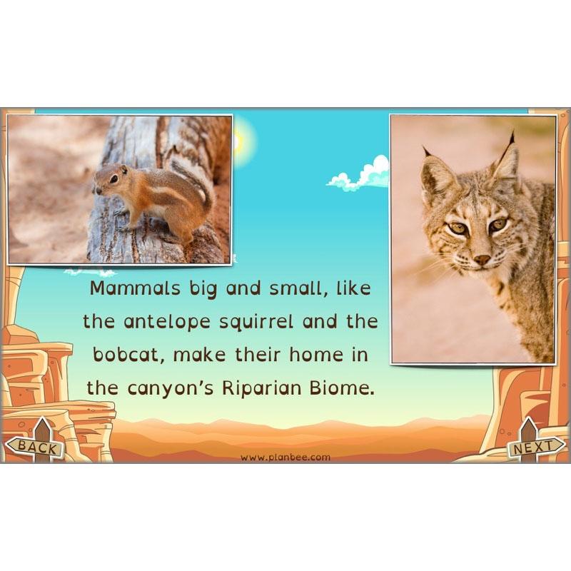 PlanBee The Grand Canyon KS2 Geography Lesson Plans