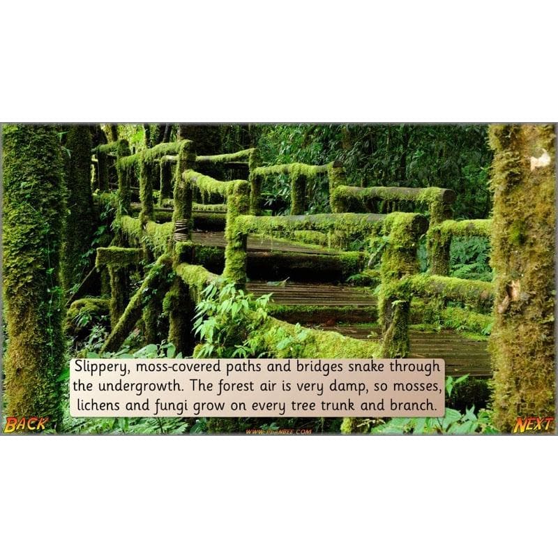 PlanBee Let's go to the Jungle Geography lessons for KS1