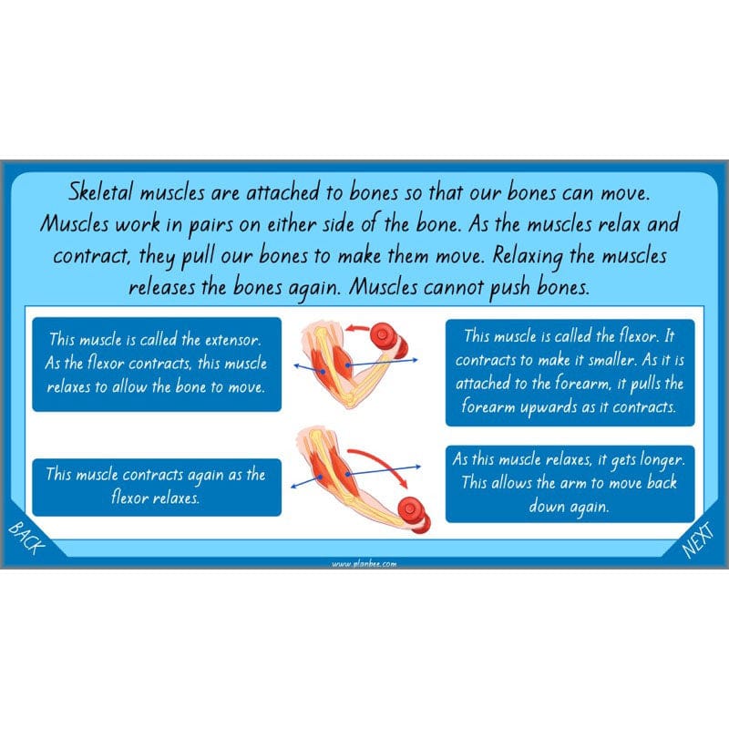 PlanBee Healthy Bodies Animals including Humans Year 6 Planning