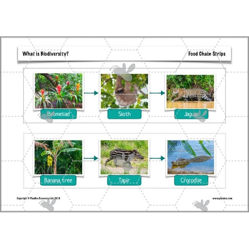 PlanBee Biodiversity KS2 ESR Lesson What is Biodiversity? by PlanBee