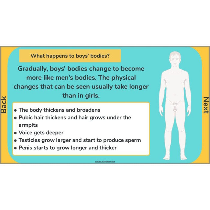 Physical changes in puberty