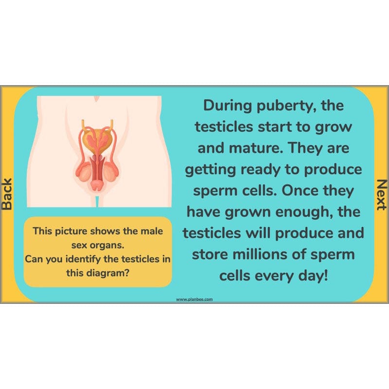 PlanBee Human Life Cycle KS2 lessons | Year 5 Science by PlanBee