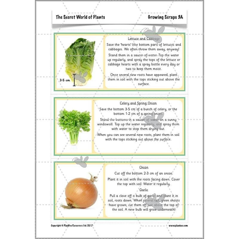 PlanBee Secret World of Plants - KS1 Science Scheme of Work: Year 2