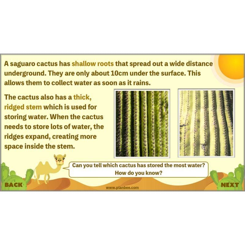 PlanBee Desert Life: KS2 Science Plans